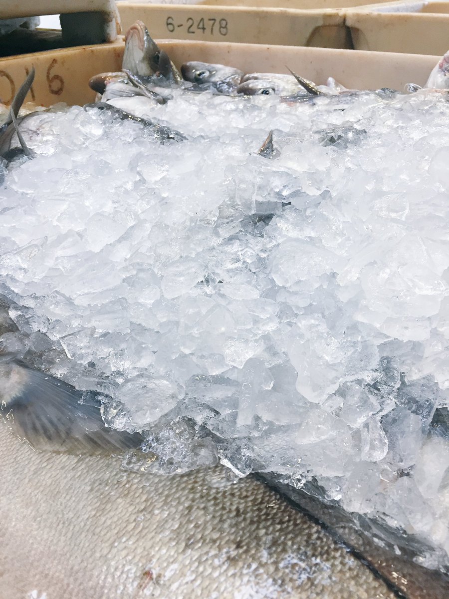 codlantic's tweet image. Fresh catch of the day. Can you see if its cod or haddock? 🎣