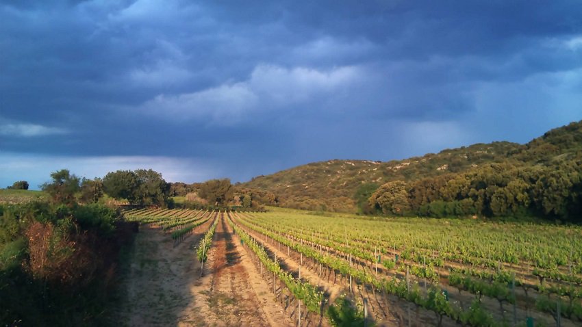 Plugwine tweet media