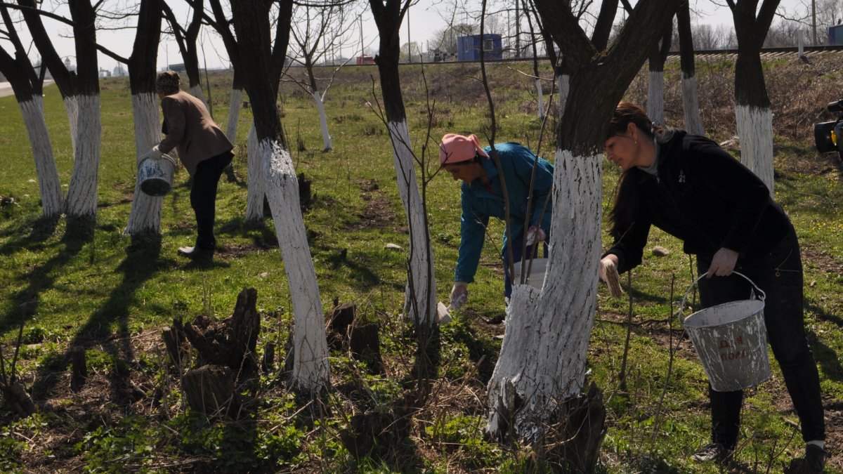 Не дожидаясь Всекубанского субботника, жители ст.Владимирской уже привели в порядок часть своей станицы: центр, памятники и лесополосы.