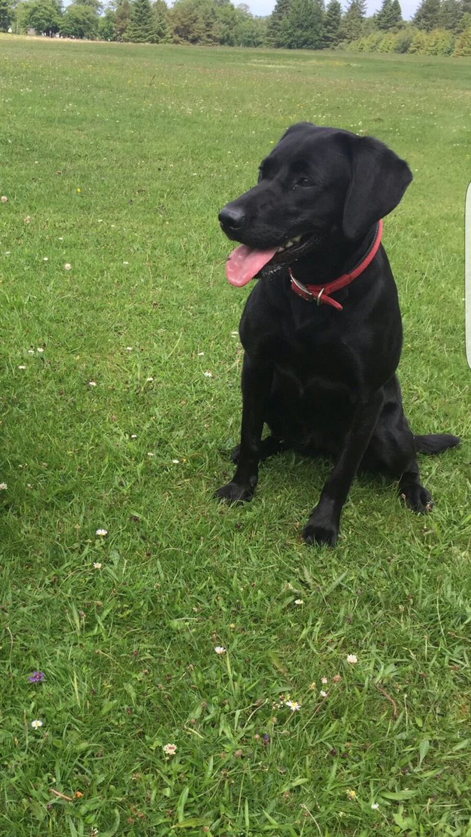 Scottishsearch's tweet photo. #TongueOutTuesday #Poppy #SearchDog #K9 #DownTime https://t.co/Rh0FRYtJ1I