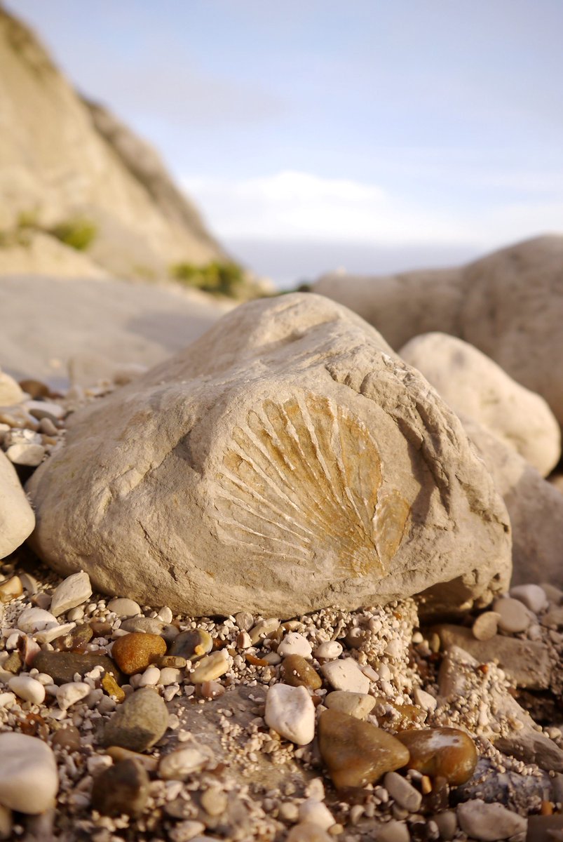 The Bay is an amazing place for fossils too - 120 Million years of wildlife!!
#beach #holiday #iow #wildlife #cretaceous