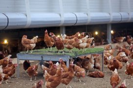 ‘Andere Rondelen draaien wel met winst’ dlvr.it/NpG14P