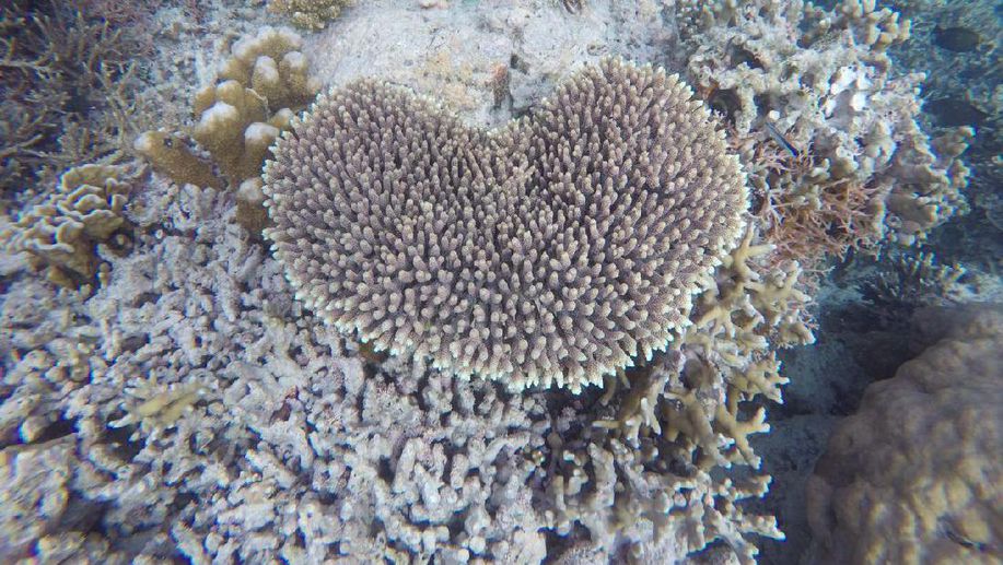detikcom's tweet photo. Di Maratua, Snorkeling Bisa Lihat Karang Bentuk Hati https://t.co/s0uaF0nRu9 via @detiktravel https://t.co/LrTeb88E8T
