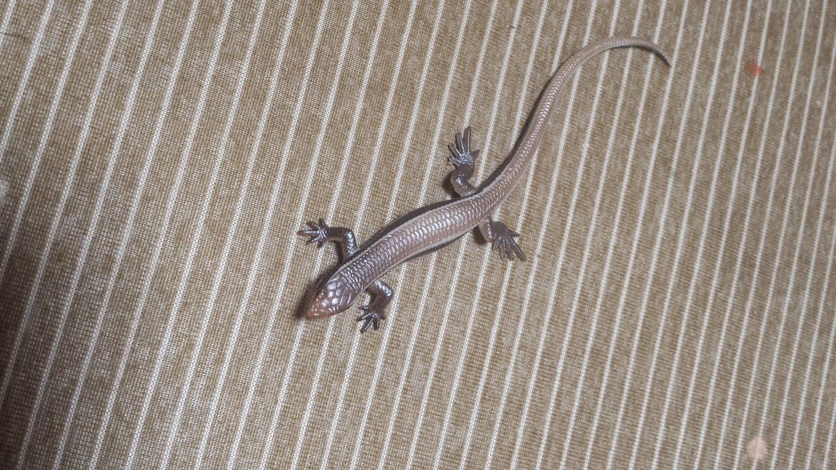 まじゅう う お 部屋に トカゲがい るど思っでビビた が 昔買っだ玩具だた う ん リアルだ なぁ まじゅう う お 部屋に トカゲがい るど思っでビビた が 昔買っだ玩具だた う ん リアルだ なぁ