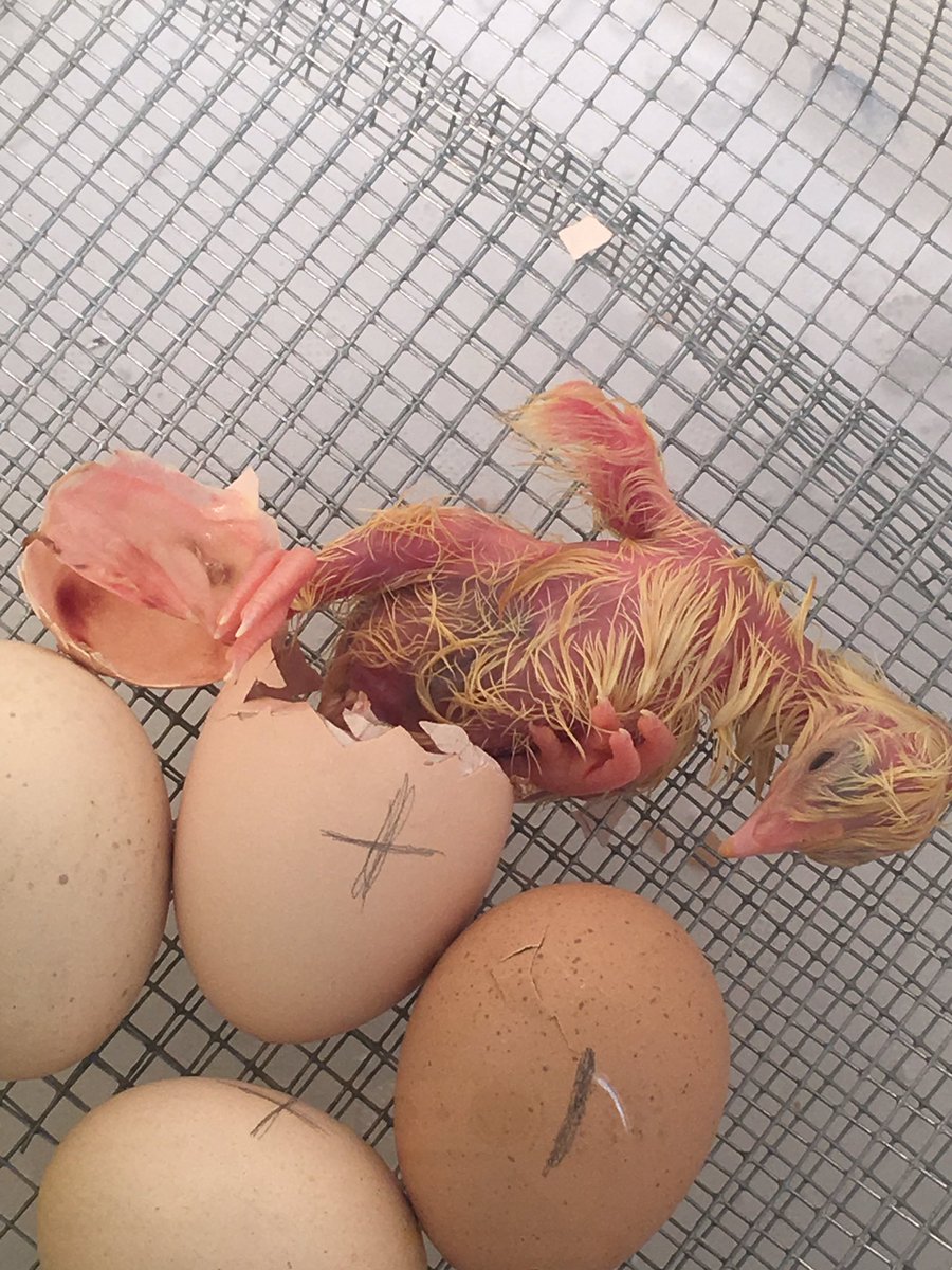 Our chicks are hatching!!! So far we have Eggbert and Eggitha!! #lifecycle #hatchery <a href="/CompassHMC1/">Compass Elementary</a> <a href="/DrMikeCamp/">Dr. Mike Camp, Ed.D.</a> <a href="/elainej/">Elaine Joseph</a>