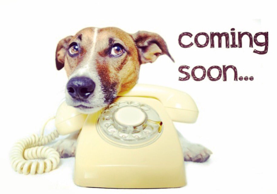 copedogs's tweet image. 🐾copedogs groomers🐾 coming soon to stoke on trent the #doggroomer you can trust 💙🐶💕