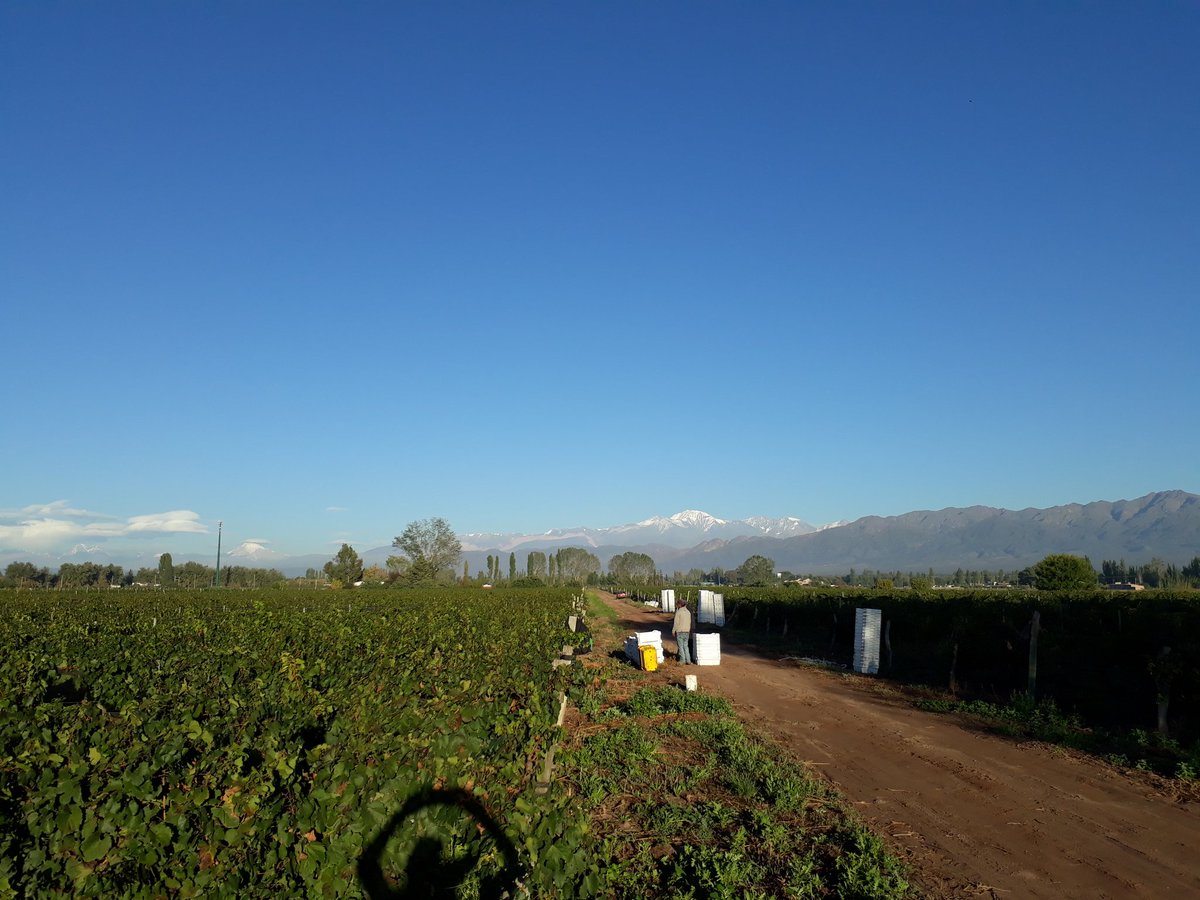 FredeVargas's tweet photo. Cosecha #malbec2017 #BodegaTierrasAltas #FincaLaLinda #vistalba #LujanDeCuyo https://t.co/yU53FKSpIP