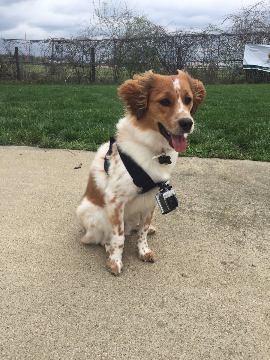 HattieHawks's tweet photo. #MymanMax is ready for his TV debut -- gopro and all! Find out what #Max'sMission is all about Saturday on @nbc4i https://t.co/yE3rwGxaP2