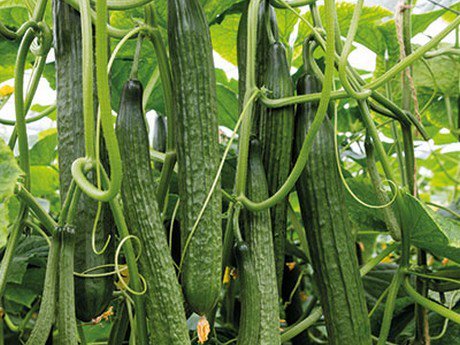 Horti Daily (@hortidaily) on Twitter photo De Ruiter introduces new Duriso, Garpo & Dutoli cucumbers <a href="/DeRuiterSeeds/">De Ruiter Seeds</a>
hortidaily.com/article/33589/… De Ruiter introduces new Duriso, Garpo & Dutoli cucumbers <a href="/DeRuiterSeeds/">De Ruiter Seeds</a>
hortidaily.com/article/33589/…