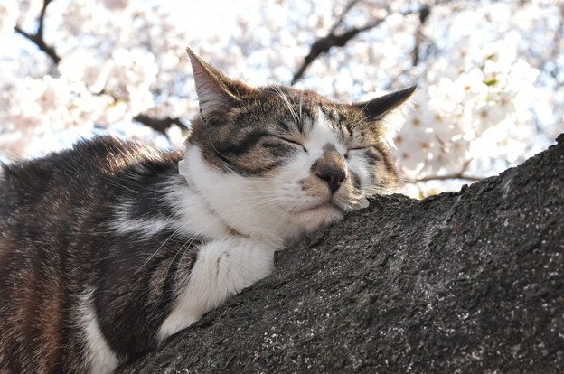息が詰まるほど、桜がにじむほど
この世界は 愛すべきニャンコであふれてる。