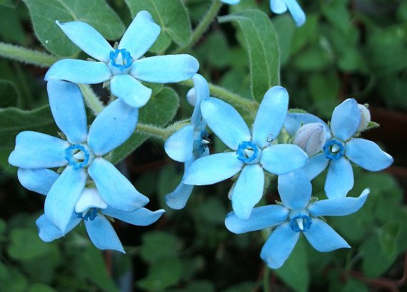 希望の花言葉 ブルースター 花びらが青い星のように見える花 西洋では男子の誕生を祝うときにもラッキーカラーとして ブルースターが贈られるそうです 花言葉は 信じあう心