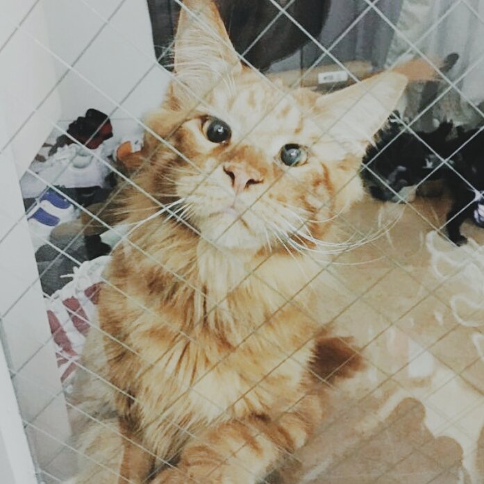 junho & his cats (@junhocats) | Twitter
