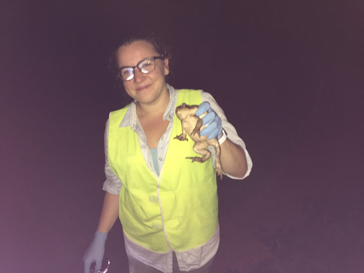 TechnoEcologist's tweet photo. Another 'toadly' successful night of #toadbusting at the botanic gardens https://t.co/z9udUudyQg