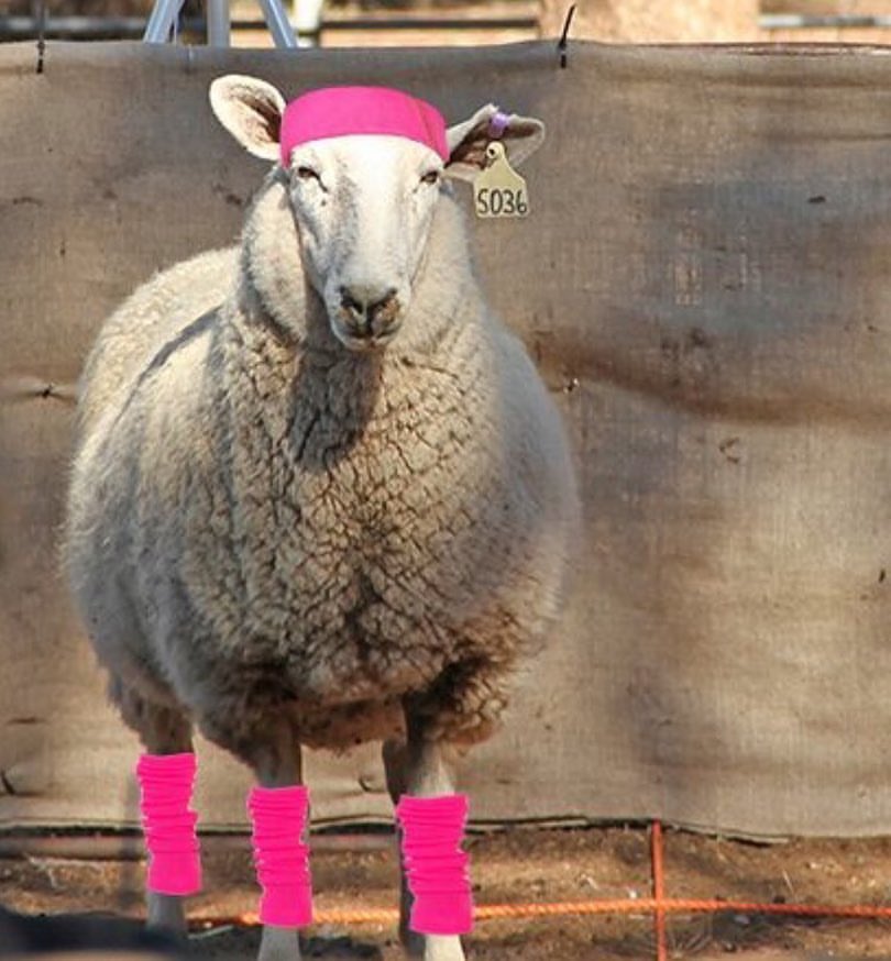RuralRep's tweet image. "I take my job incredibly seriously," the rural reporter tried to convince herself as she spray painted legwarmers onto a sheep. @ABCRural