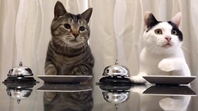 foodandwine's tweet photo. These cats ringing a bell to get treats in return is a very excellent thing to watch. https://t.co/3LTOnQp1n0 https://t.co/zpQmfDeZeJ