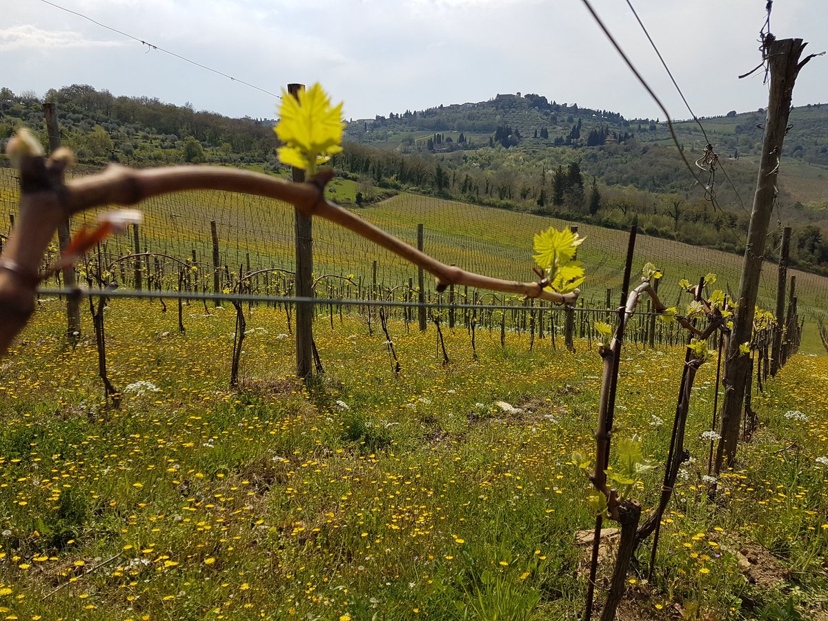 IVignamaggio's tweet photo. #vignamaggio spring time around vineyards #chianticlassico #chianticlassicoUSA https://t.co/y0mB97Ww8B