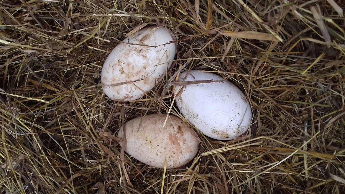 GarlicMeadow's tweet photo. Goose eggs, both geese now laying #breconbuff #SignsofSpring https://t.co/7FGOkMvtgH