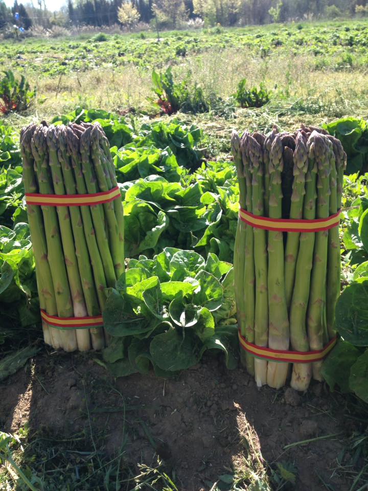 Buenos productos de la huerta de Aranjuez. Que buena pinta!! Luis Miguel Peñafiel gracias por estas "maravillas" de la vega. El Rana Verde