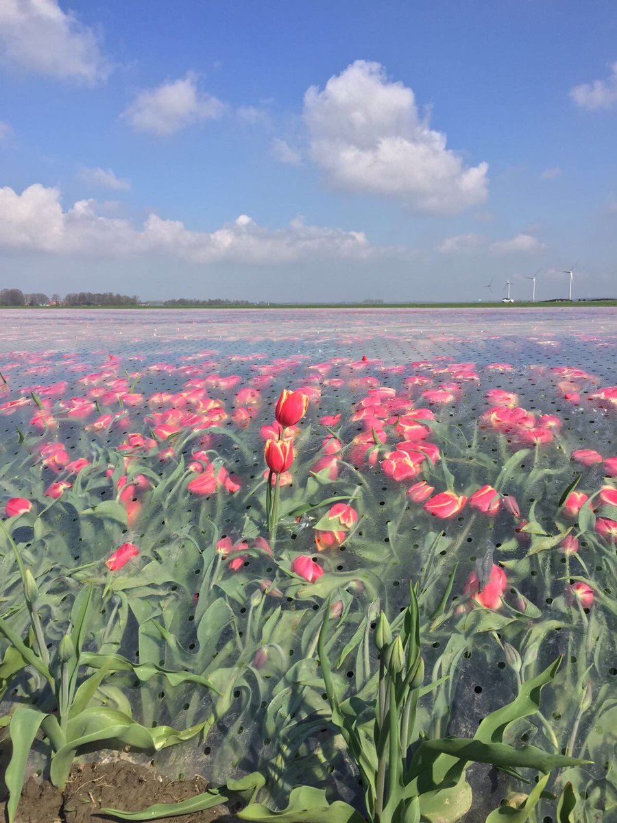 Er is een bloeiende #tulpenveld gespot aan de Olsterweg in Dronten! Een speciale zeil beïnvloed de bloeiperiode #tulpen #tulpenroutedronten