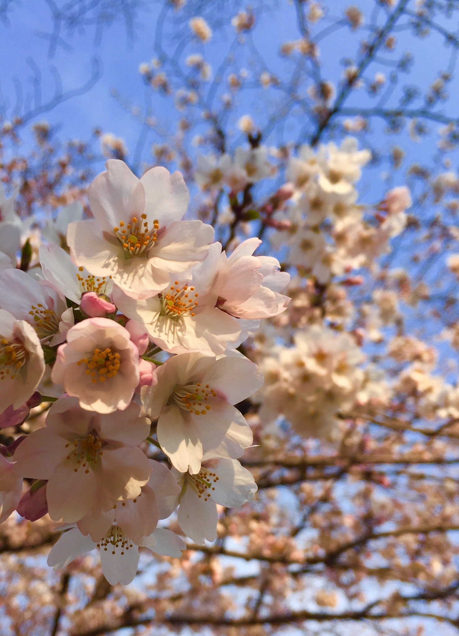 塩谷哲 新年度始まり コレナンデ商会 も新作続々ですっっ エンディングテーマも新たにキャスト スタッフみんな張り切ってますよ 写真は本文とは関係ありませんで 今日の です
