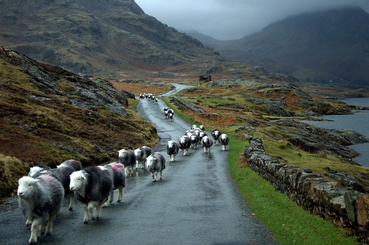 CAupdates's tweet photo. Congratulations to the winner of our calendar competition - Chris Himsworth with this atmospheric image of Herdwick Sheep. https://t.co/tdBUXbFvVI