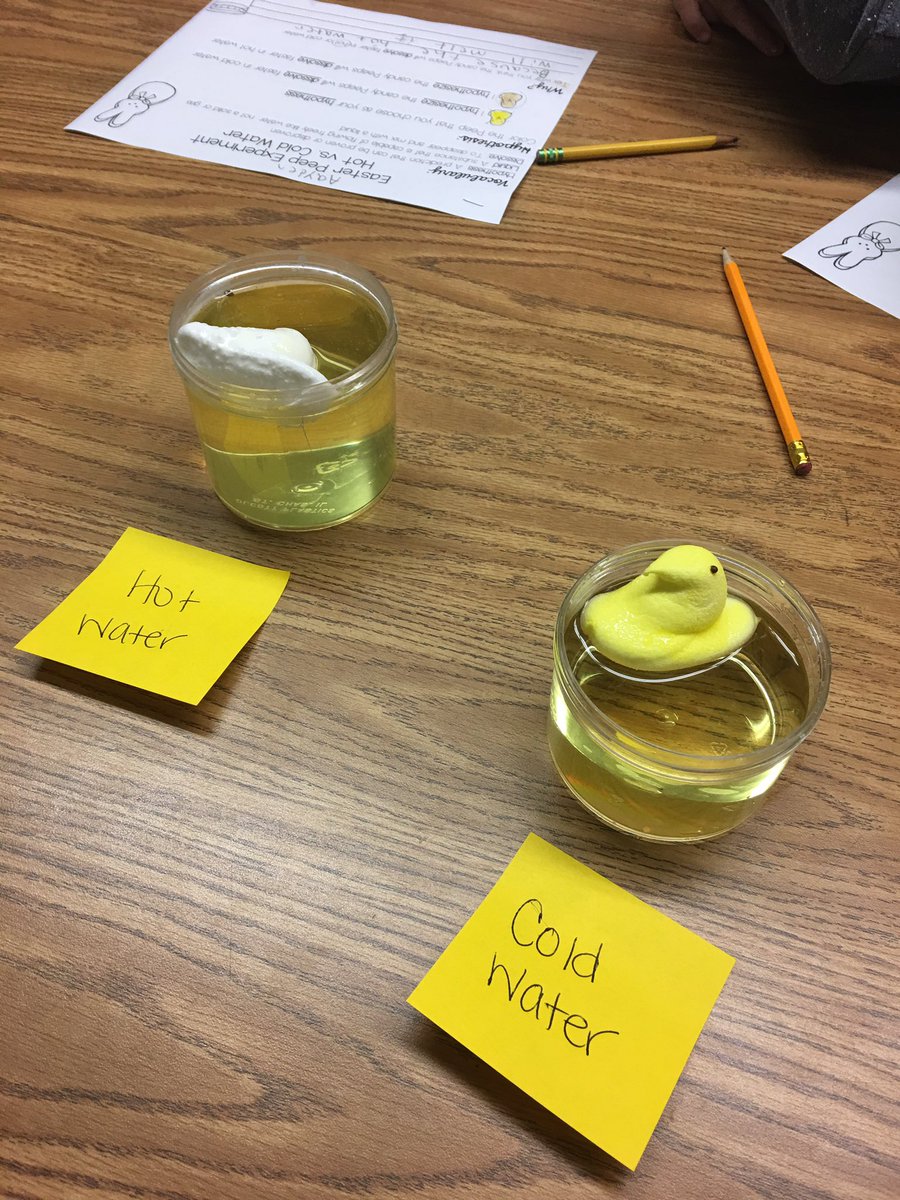 Ss are experimenting with peeps in hot and cold water. Which peep will dissolve faster? #scienceinspeech #speechtherapy <a href="/School9E/">School 9E</a>
