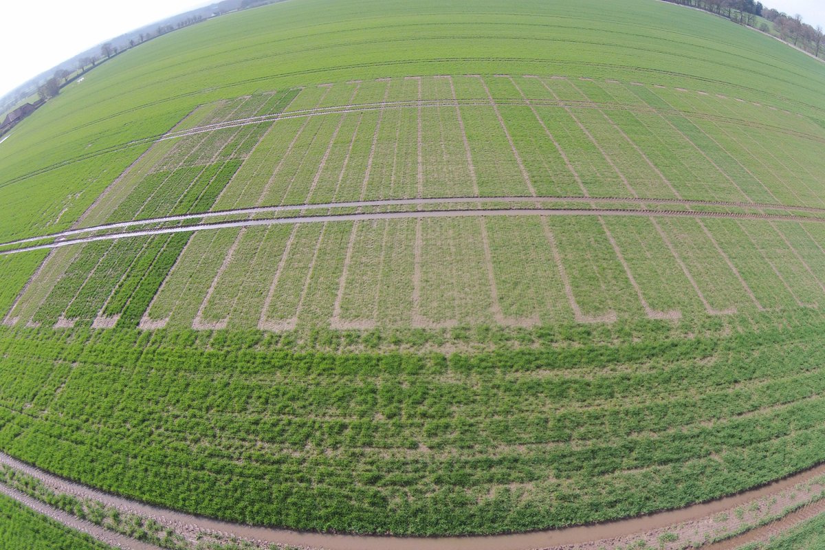 Trial Plots are looking good! #arableevent #wynnstay #syngenta #grainlink