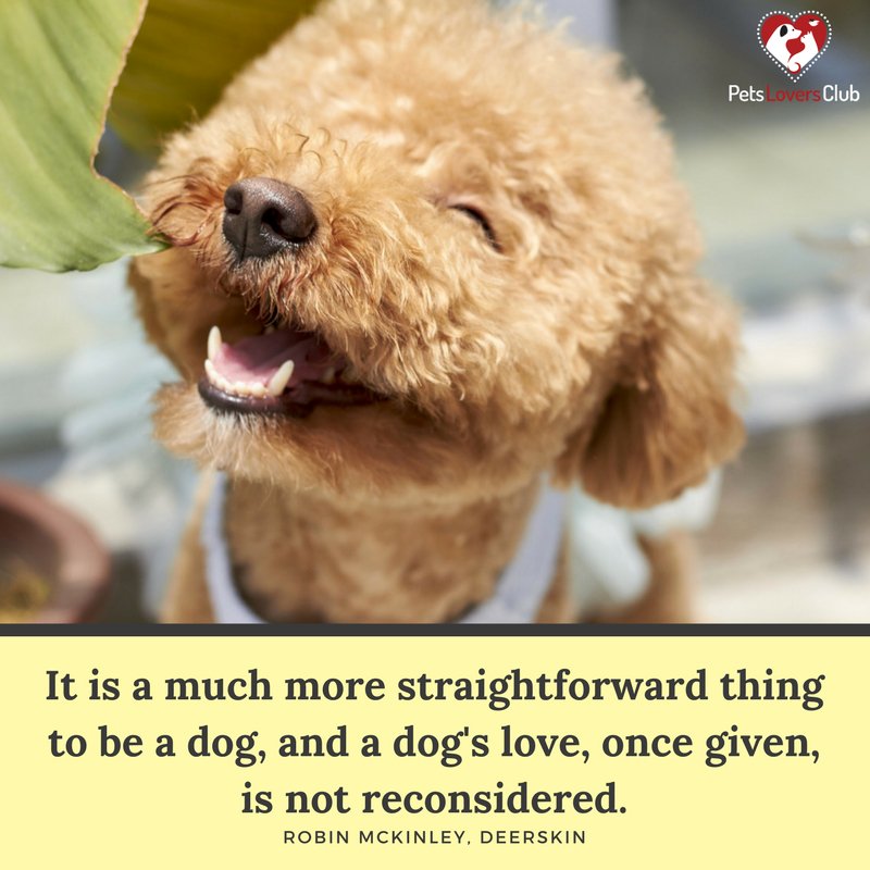 PetsLoversClub's tweet photo. Good morning dogs and dog lovers! https://t.co/mAfERDLIZU  🐶 👍 https://t.co/i604S9RRUb