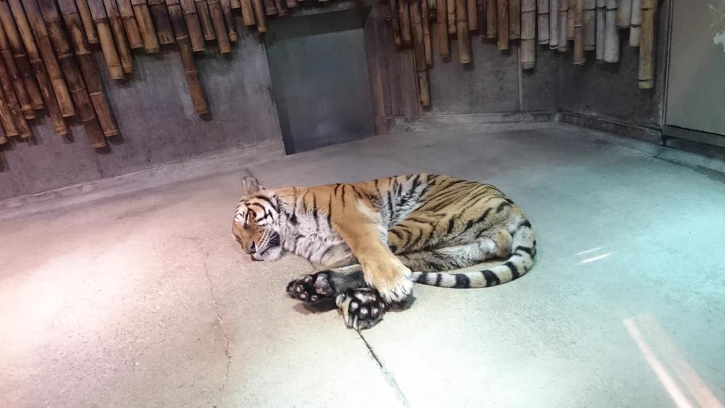 飛び込み上手そうｗかわいい格好で寝てる虎がいるｗ