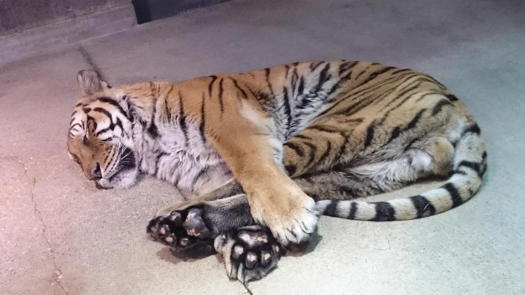 飛び込み上手そうｗかわいい格好で寝てる虎がいるｗ