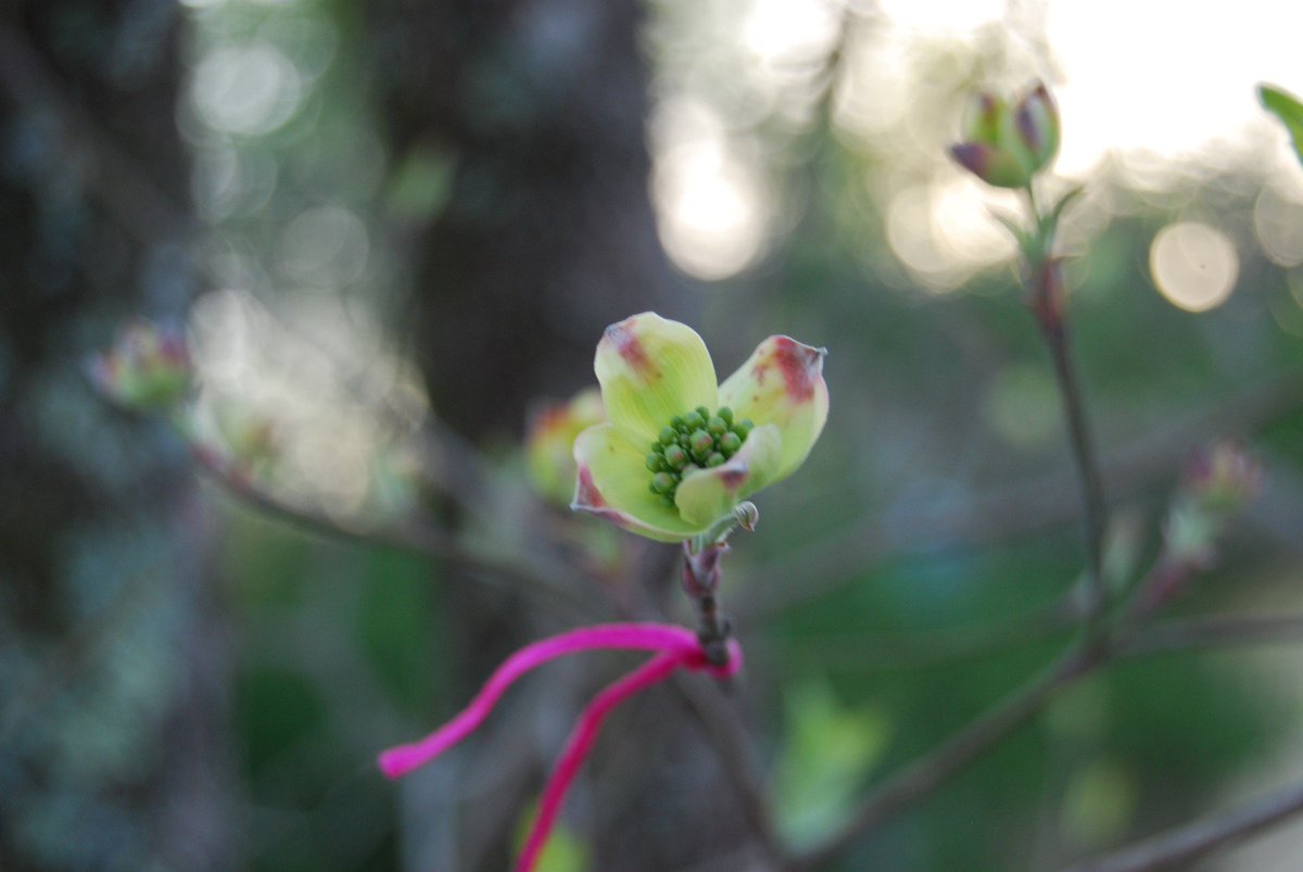 dogwoodarts's tweet photo. 🌸 HELLO BLOOM! 🌸 #bloomwatch #naturalbeauty 
https://t.co/6IO6biMpXi https://t.co/9ZNE64NQCT