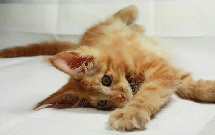junho & his cats (@junhocats) | Twitter