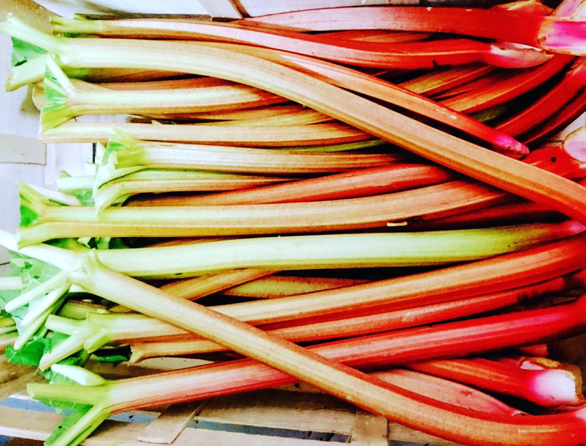 Tis the season for fresh rhubarb 😍😋 perfect for baking, stewing + infusing gin - just £2.23 p/kg #villagegreens#organic #rhubarb #prestwich