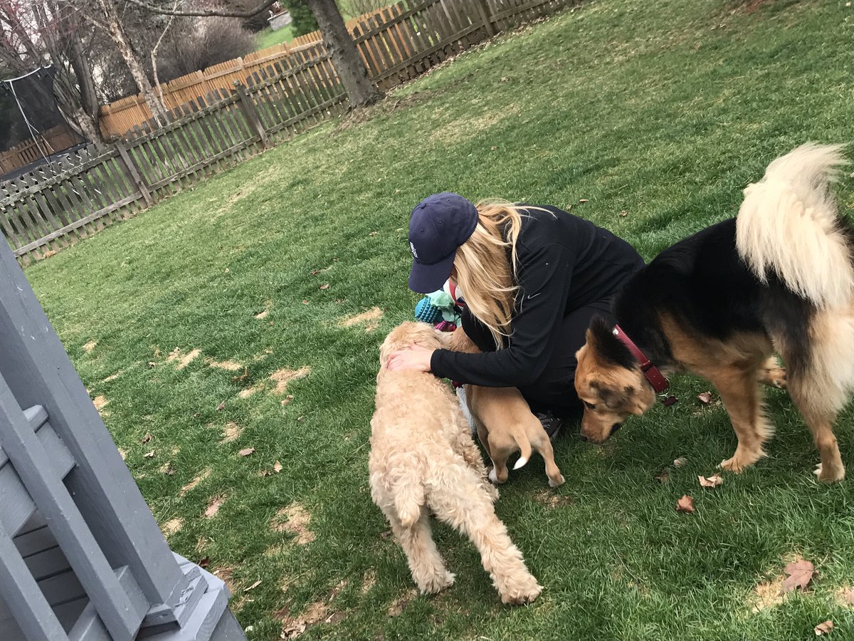 Theworkdog.com in home pet care for your pets..#no #more #kennels