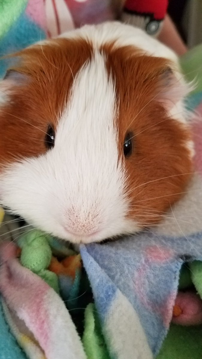 mypiggyparty's tweet photo. S'mores says,  good morning everyone! 
#guineapig #rescuepet #rescue #wheek #cavy #cavylove #cavynation https://t.co/UsjmwyZ2gN
