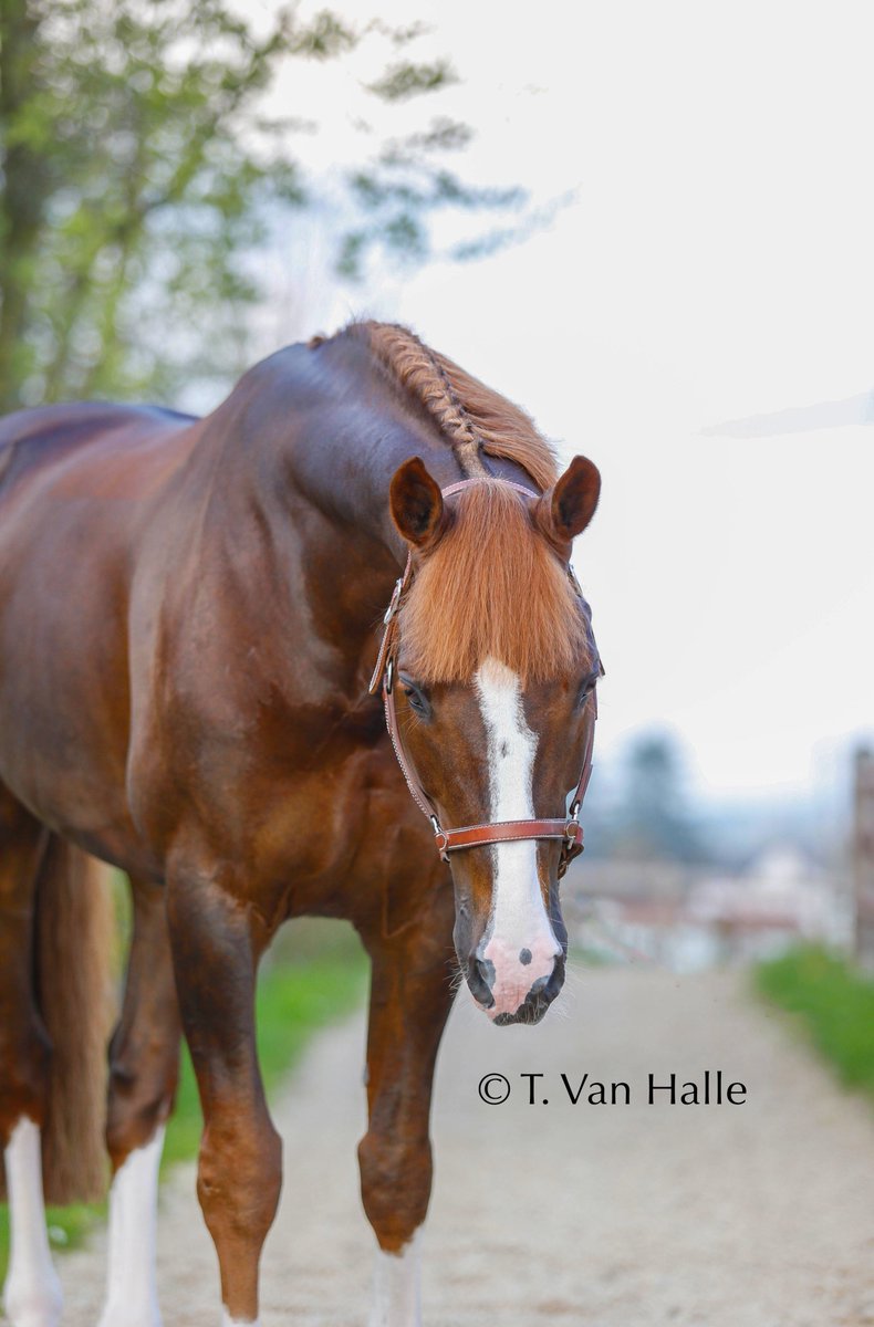 Quabri de l'Isle , le magnifique <a href="/Hermes_Paris/">Hermès</a> <a href="/Horse_Style_Mag/">Horse and Style Mag</a>