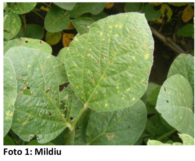 Agroverdad tweet media