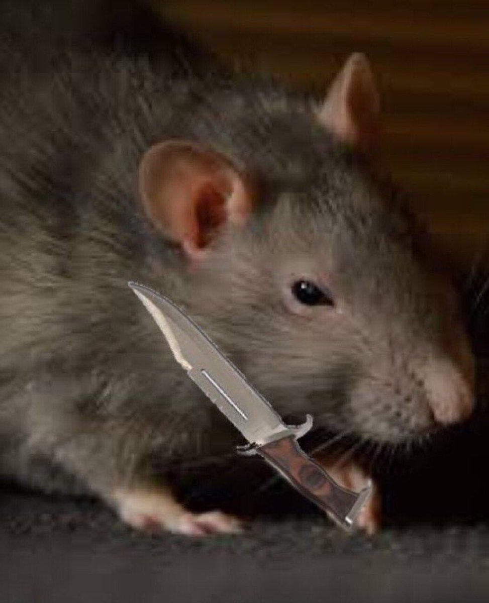 PapayaaTTV's tweet photo. mess with ratatouille 

you get stabatouille https://t.co/h3PJ6Zvt5d