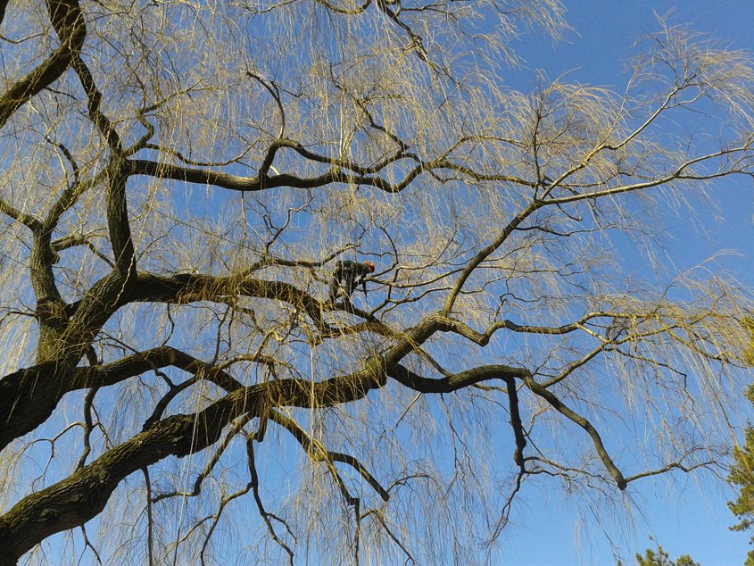 EastDurhamCol's tweet photo. Interested in arboriculture? Our courses prepare students for exciting careers in the industry! https://t.co/JHeUxQF3f0 https://t.co/FGVBivKYcL