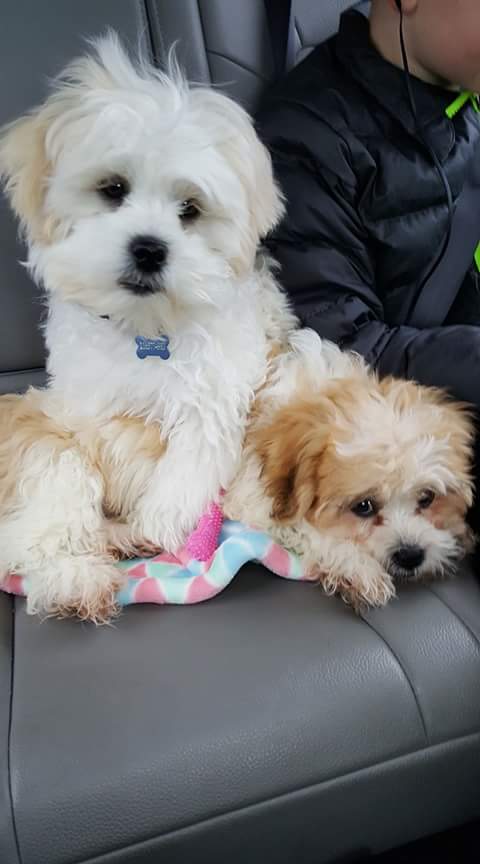 Buddy and Sunny want you to Vote <a href="/Voice4OU/">Voice</a> Today! #MakeYoursHeard