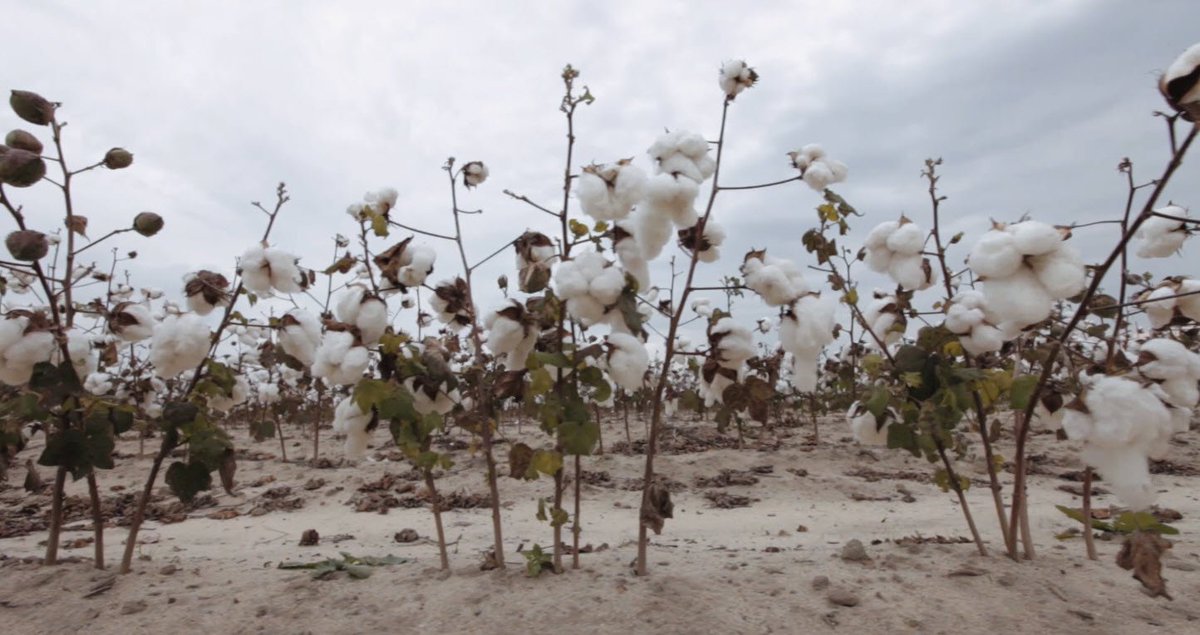 AMB_Crafted's tweet photo. Isn't it beautiful?!?! This US cotton makes creating our 75 gorgeous solids all possible! See our color swatches on https://t.co/T1XPfuJqIu https://t.co/7mBNmJMzqM
