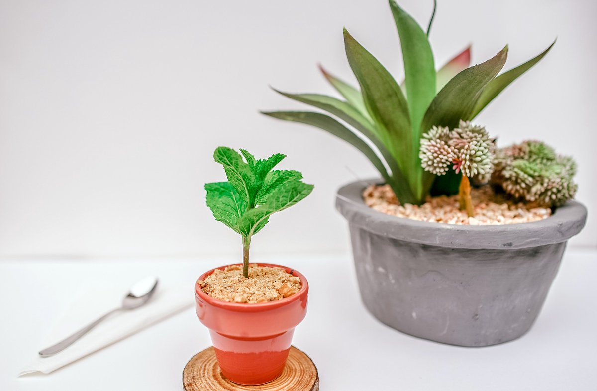 Thick hot Chocolate as a plant. #chocolate #inovation