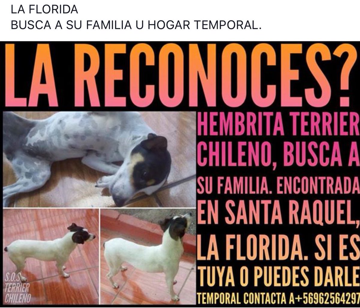 HEMBRA #TERRIERCHILENO BUSCA A SU FAMILIA, ENCONTRADA EN #LAFLORIDA.<a href="/millha1907/">MILLHA</a> <a href="/carolinapinoc/">Caro 🌲 C.</a> <a href="/lostpets_cl/">Lostpets.cl</a> <a href="/perdiamimascota/">Perdí a mi Mascota</a> <a href="/TonkaTP/">Tonka Tomicic</a> RT