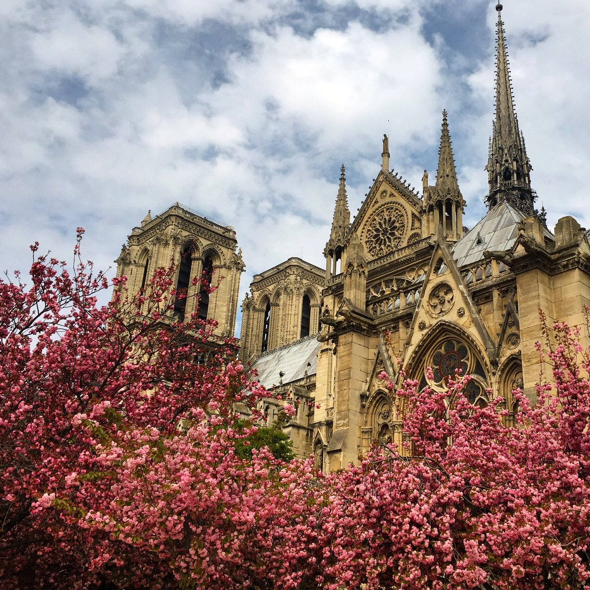 Milena_Guide's tweet photo. My beautiful #paris| Notre Dame cathedral in the spring #NotreDame #travel #tourism #париж #нотрдам #екскурзия #пролет https://t.co/aszfXE9spB