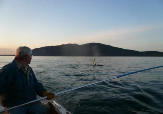 Killer whale checkup: Biologists give whales 'blowhole breathalyzer' to screen for disease-causing pathogens goo.gl/22MWH0