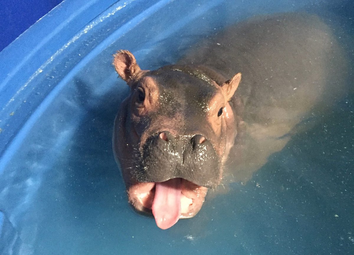 Local12's tweet photo. She is definitely not camera shy! 😜@CincinnatiZoo says #Fiona is 130 lbs. of attitude! #TeamFiona https://t.co/czlCFcJHAy