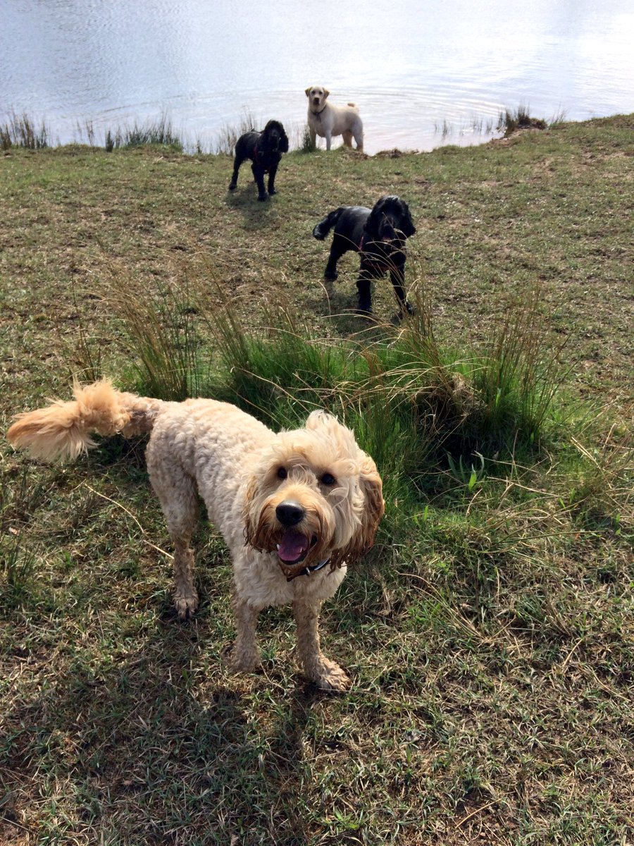 Walkeasewilm's tweet photo. Happy Tuesday's #walks #wilmslow #pooches 🐶💜🌸💦 https://t.co/e4S8MjjwHs