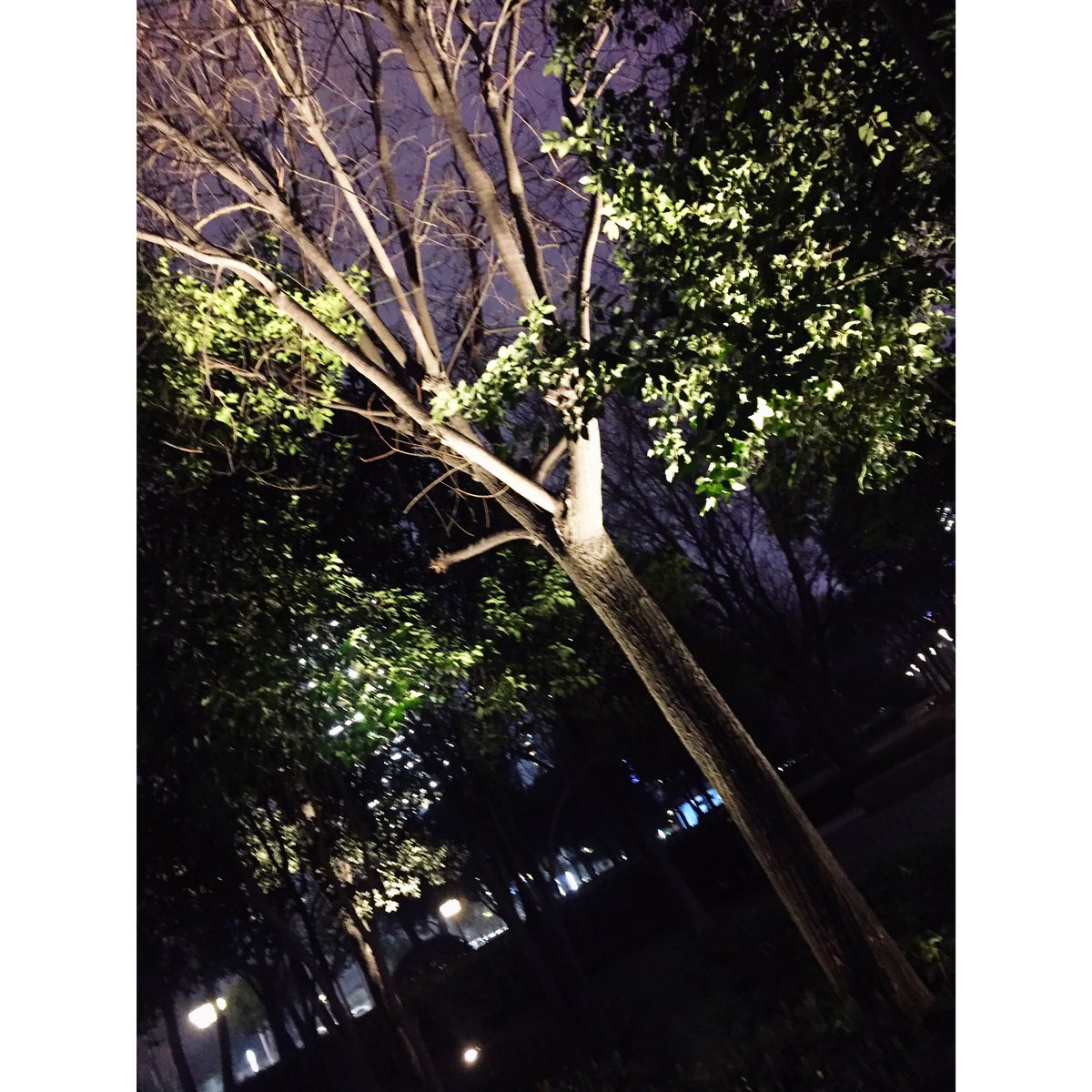 DennieWN's tweet photo. To be a tree.🤓 https://t.co/NIZilbnQNN