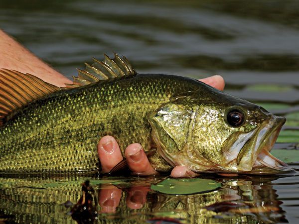 Hook More Bass, Trout, and Pickerel With In-Line Spinners buff.ly/2o2t9ib #fishing #outdoors #angler