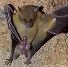 gregnffcwatson's tweet photo. @Boz_MKIII @officialtulisa #BATCUNT....... classic..... Especially paired with #BATCOCK https://t.co/faWHiXFXfq